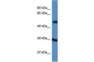 Image no. 1 for anti-Gap Junction Protein, delta 3, 31.9kDa (GJD3) (AA 198-247) antibody (ABIN6747566) (Gap Junction Protein, delta 3, 31.9kDa (GJD3) (AA 198-247) antibody)
