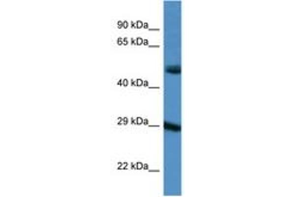 Gap Junction Protein, delta 3, 31.9kDa (GJD3) (AA 198-247) 抗体