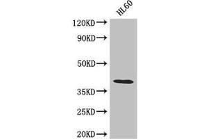 Western Blot Positive WB detected in: HL60 whole cell lysate All lanes: LUZP2 antibody at 2. (LUZP2 antibody  (AA 20-346))