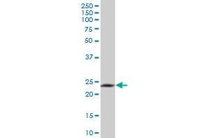 GZMH MaxPab polyclonal antibody. (GZMH antibody  (AA 1-246))