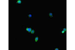 Immunofluorescent analysis of HepG2 cells using ABIN7152623 at dilution of 1:100 and Alexa Fluor 488-congugated AffiniPure Goat Anti-Rabbit IgG(H+L) (FABP7 antibody  (AA 2-132))