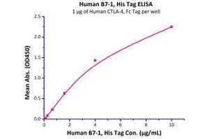 Immobilized Human CTLA-4, Fc Tag (Cat# CT4-H5255) at 10 μg/mL (100 µl/well),can bind Human B7-1, His Tag (Cat# B71-H5228) with a linear range of 0. (CD80 Protein (CD80) (AA 35-242) (His tag))