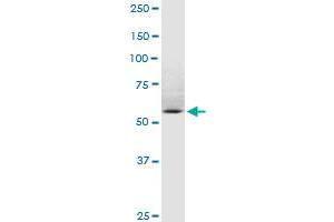 SP110 MaxPab rabbit polyclonal antibody. (SP110 antibody  (AA 1-547))