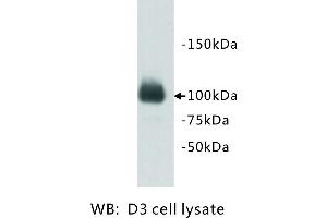 Image no. 2 for anti-PiggyBac Transposable Element Derived 5 (PGBD5) antibody (ABIN1112920) (PGBD5 antibody)