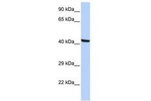 Image no. 1 for anti-Kaptin (Actin Binding Protein) (KPTN) (N-Term) antibody (ABIN6741455) (KPTN antibody  (N-Term))
