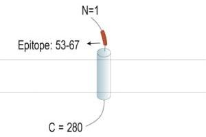 anti-Transmembrane Protein 119 (TMEM119) (AA 53-67), (Extracellular), (N-Term) antibody (FITC)
