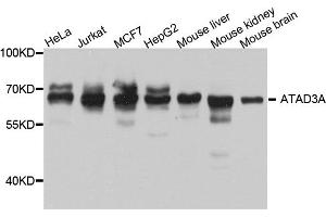 Western blot analysis of extracts of various cell lines, using ATAD3A antibody.
