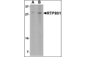 Western blot analysis of RTP801 in 293 cell lysate with this product at (A) 2 and (B) 4 μg/ml.