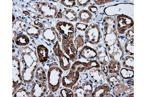Immunohistochemical staining of paraffin-embedded Kidney tissue using anti-BHMT mouse monoclonal antibody. (BHMT antibody)