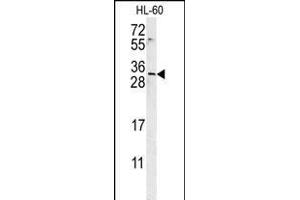 EMX2 Antibody (Center) (ABIN651733 and ABIN2840380) western blot analysis in HL-60 cell line lysates (15 μg/lane).