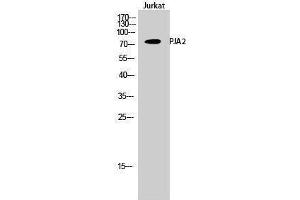 Western Blotting (WB) image for anti-Praja Ring Finger 2 (PJA2) (Internal Region) antibody (ABIN3186458) (PJA2 antibody  (Internal Region))