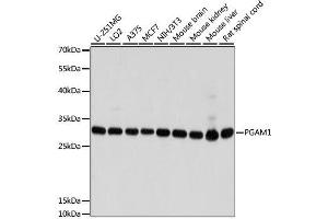 Western blot analysis of extracts of various cell lines, using PGAM1 antibody. (PGAM1 antibody  (AA 1-254))