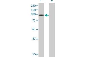 Western Blot analysis of HLCS expression in transfected 293T cell line by HLCS MaxPab polyclonal antibody. (HLCS antibody  (AA 1-726))