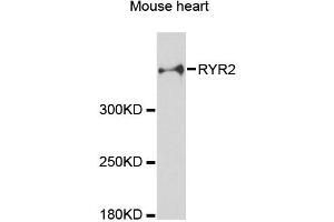 Western blot analysis of extracts of mouse heart, using RYR2 antibody (ABIN1874679) at 1:3000 dilution.
