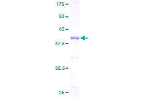 NGRN Protein (AA 1-219) (GST tag)
