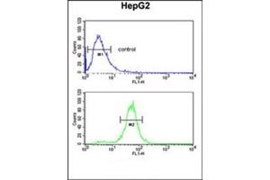 Flow cytometric analysis of HepG2 cells using RERE Antibody (N-term) Cat. (RERE antibody  (N-Term))