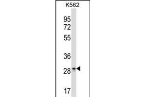 LAIR1 Antibody (Center) (ABIN657706 and ABIN2846697) western blot analysis in K562 cell line lysates (35 μg/lane). (LAIR1 antibody  (AA 177-206))