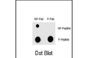 Dot blot analysis of Phospho-MEF2C- Antibody (ABIN389769 and ABIN2839687) and MEF2C Non Phospho-specific Pab on nitrocellulose membrane. (MEF2C antibody  (pThr300))