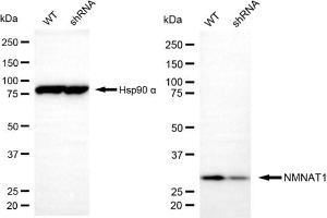 anti-Nicotinamide Nucleotide Adenylyltransferase 1 (NMNAT1) antibody