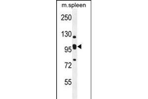 Antibody (C-term) (ABIN654184 and ABIN2844036) western blot analysis in mouse spleen tissue lysates (35 μg/lane). (KIAA0090 antibody  (C-Term))