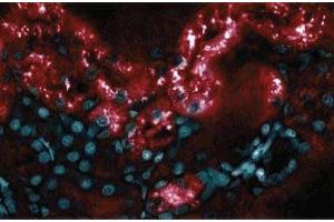 Immunofluorescence staining of Rabbit Kidney (RBP4 antibody  (AA 1-135))