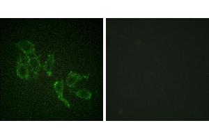 P-peptide - +Immunofluorescence analysis of HepG2 cells, using A-RAF (Phospho-Tyr301/302) antibody.