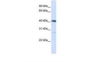 Image no. 1 for anti-DnaJ (Hsp40) Homolog, Subfamily B, Member 11 (DNAJB11) (C-Term) antibody (ABIN6738322) (DNAJB11 antibody  (C-Term))