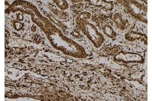 ABIN6272367 at 1/100 staining Human kidney tissue by IHC-P. (NRIP3 antibody  (C-Term))