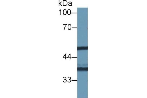 NAT1 antibody  (AA 9-254)
