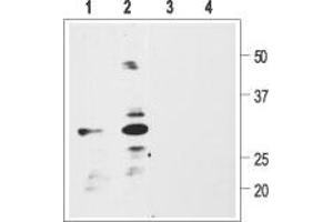 Western blot analysis of rat glioma C6 (1, 3) or human neuroblastoma SH-SY5Y (2, 4) cell lysate: - 1,2. (Pro BDNF antibody  (AA 72-88))