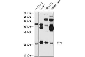 Western blot analysis of extracts of various cell lines, using PTN antibody (ABIN6133878, ABIN6146431, ABIN6146432 and ABIN6218276) at 1:1000 dilution. (Pleiotrophin antibody  (C-Term))