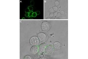 Expression of TRPV2 in rat RBL cells - Cell surface detection of TRPV2 in intact living rat basophilic leukemia (RBL) cells. (TRPV2 antibody  (Extracellular))