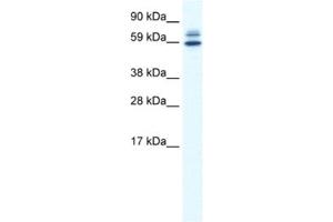 Western Blotting (WB) image for anti-Zinc Finger and BTB Domain Containing 38 (ZBTB38) antibody (ABIN2461549)