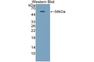 FOS antibody  (AA 6-240)