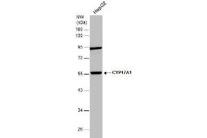WB Image Whole cell extract (30 μg) was separated by 10% SDS-PAGE, and the membrane was blotted with CYP17A1 antibody [N1C2] , diluted at 1:1000. (CYP17A1 antibody  (Center))