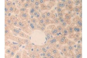 PLXNB1 antibody  (AA 1598-1849)