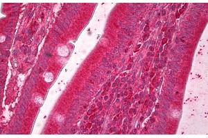 ABIN5539459 (5µg/ml) staining of paraffin embedded Human Small Intestine. (ERO1L antibody  (AA 105-118))