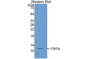 Western Blotting (WB) image for anti-S100 Calcium Binding Protein A11 (S100A11) (AA 9-98) antibody (ABIN1173188)