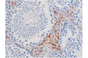 ABIN6267484 at 1/200 staining Mouse testis tissue sections by IHC-P. (IRS1 antibody  (pSer312))