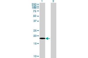 Western Blot analysis of XG expression in transfected 293T cell line by XG MaxPab polyclonal antibody.