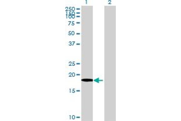 Glycoprotein Xg antibody  (AA 1-181)