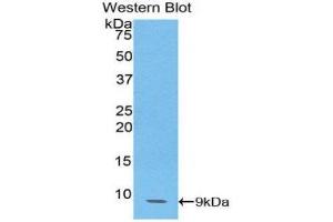 Western Blotting (WB) image for anti-Chemokine (C-C Motif) Ligand 14 (CCL14) (AA 20-93) antibody (ABIN1174243) (CCL14 antibody  (AA 20-93))