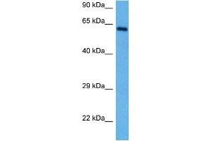 Host:  Rabbit  Target Name:  RELB  Sample Tissue:  Mouse Spleen  Antibody Dilution:  1ug/ml (RELB antibody  (N-Term))