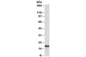 Western blot testing of HeLa cell lysate with IFITM3 antibody at 0. (IFITM3 antibody)