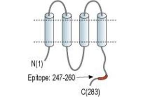 Representative domain view of the target of ABIN7043202.