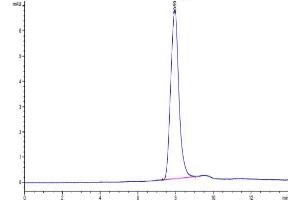 The purity of Mouse LYPD3 is greater than 95 % as determined by SEC-HPLC. (LYPD3 Protein (AA 33-287) (His tag))