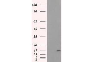 Western Blotting (WB) image for anti-NME/NM23 Nucleoside Diphosphate Kinase 4 (NME4) antibody (ABIN1499780) (NME4 antibody)
