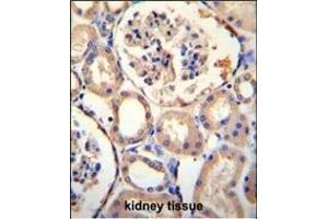 PURA Antibody (C-term) (ABIN1881707 and ABIN2845181) immunohistochemistry analysis in formalin fixed and paraffin embedded human kidney tissue followed by peroxidase conjugation of the secondary antibody and DAB staining. (PURA antibody  (C-Term))