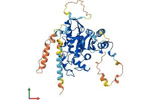 AlphaFold protein structure predicition of Human Recombinant ATG4C Protein, UniprotID Q96DT6