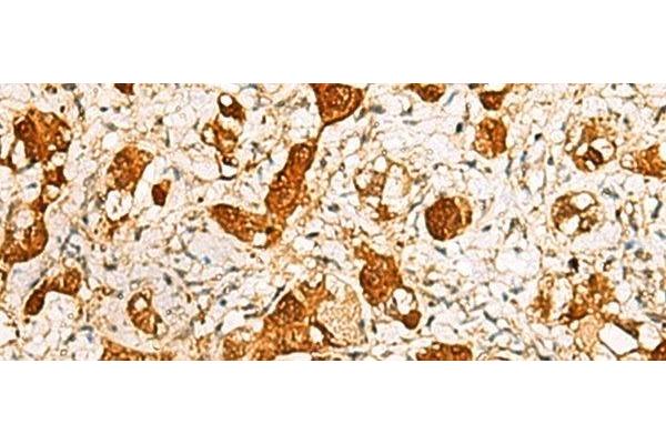 C11orf54 antibody